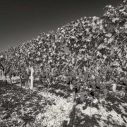 uomo con cappello che vendemmia