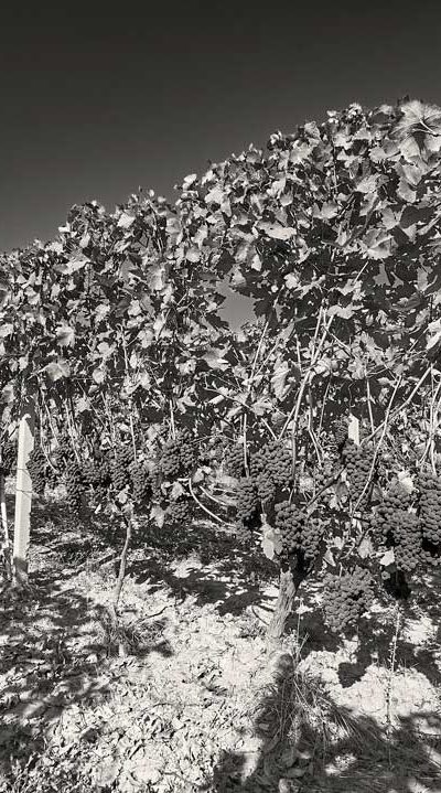 uomo con cappello che vendemmia