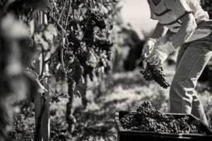 mano con uva durante la vendemmia